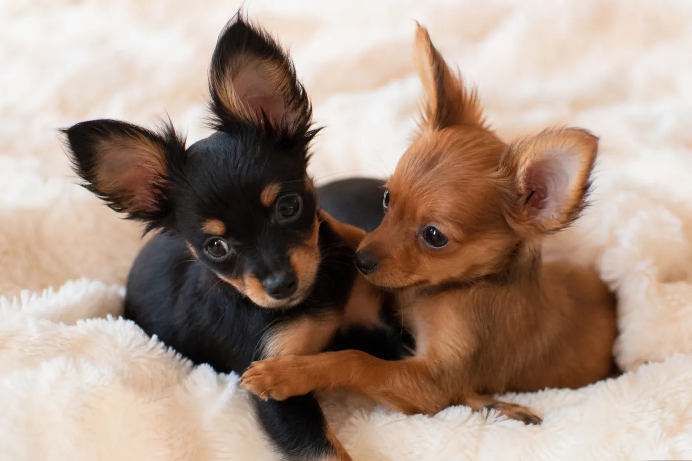 Deux chiots Petit chien russe, un noir et feu et un fauve, blottis sur une couverture claire