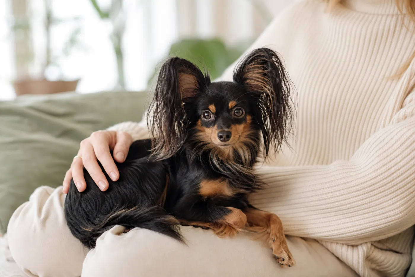 Un Petit chien russe à poil long installé sur les genoux de sa famille, une main posée sur son dos