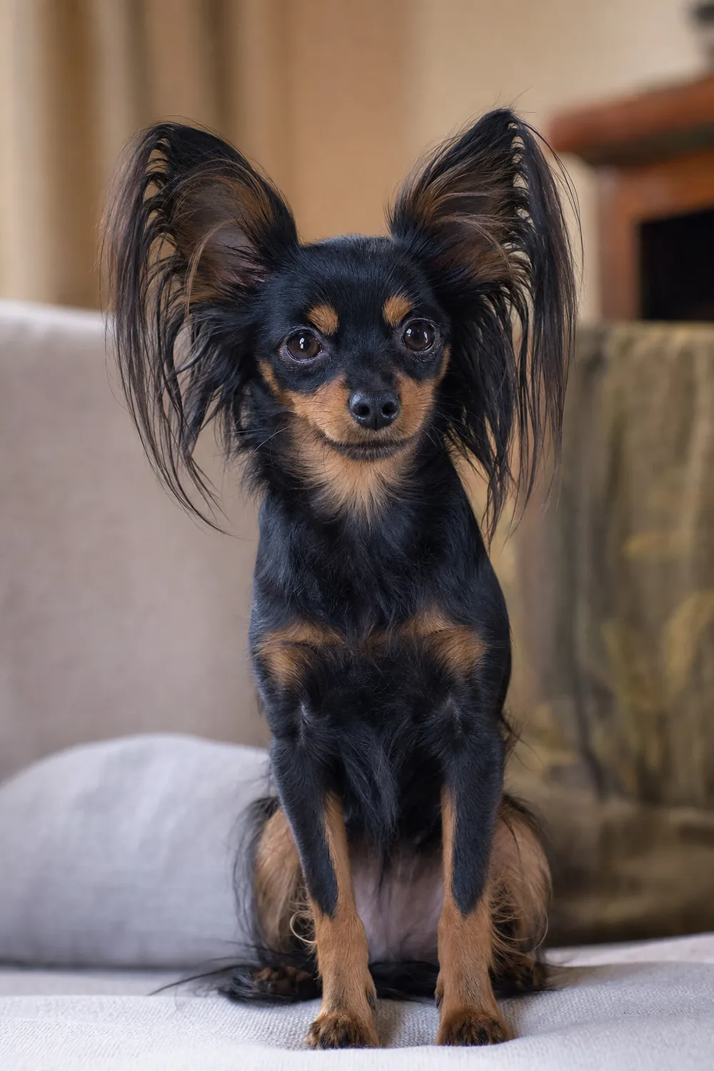 Petit chien russe à poil long, robe noir et feu, longues franges aux oreilles